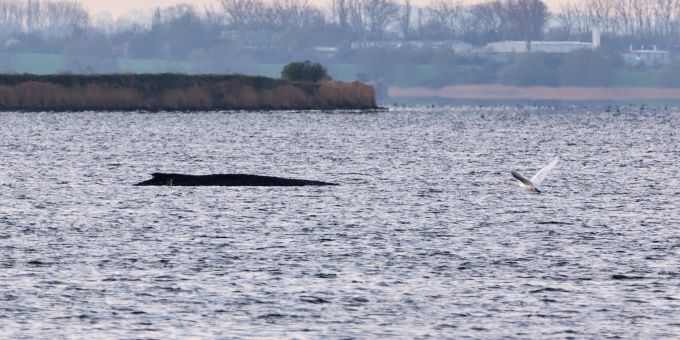 gestrandeter-wal-in-der-ostsee-liegt-fachleuten-zufolge-im-sterben-nau-ch