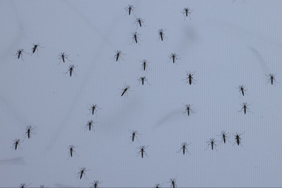 Zudem steigt das Risiko für tropische Infektionskrankheiten, da tropische Stechmücken zunehmend entsprechende Viren verbreiten.