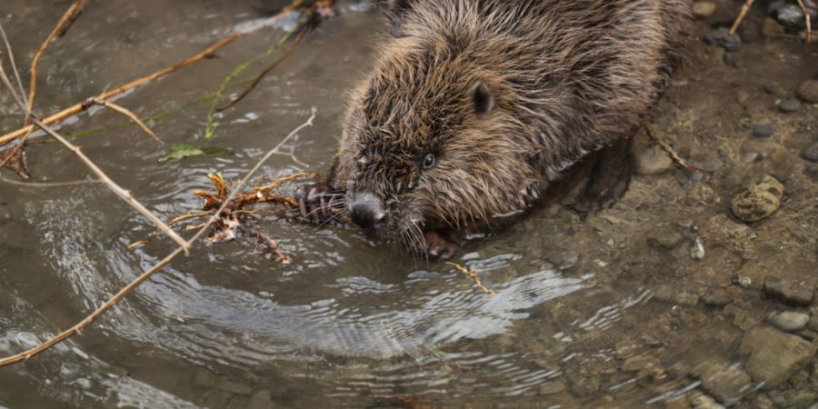 Der Biber, hier bei Oerlikon ZH, findet auch im Kanton Schwyz passende Lebensräume vor. (Archivbild)