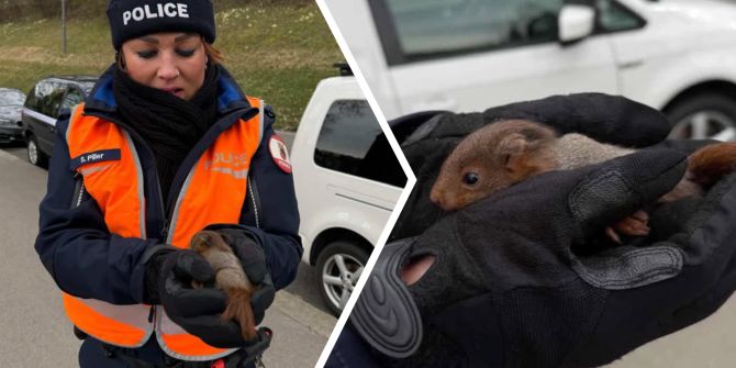 eichhörnchen berner kapo