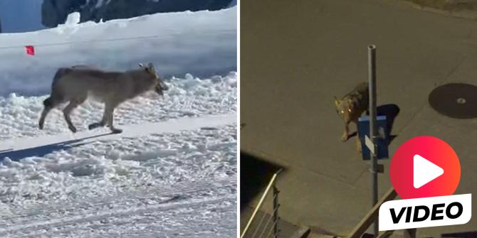 Wolf Zermatt Skipiste