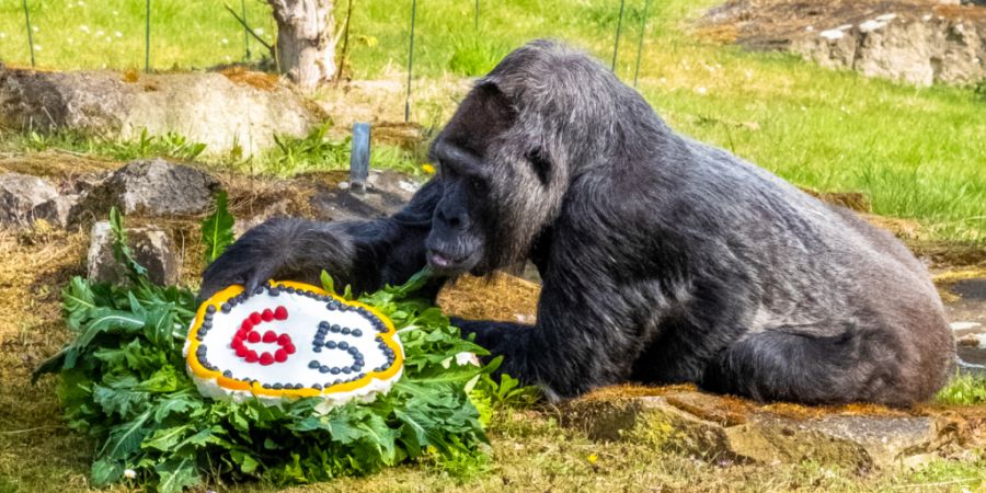 In Tierparks gibt es immer mehr betagte Tiere und zu wenig Platz für Nachwuchs. Forscher halten mehr gezielte Tötungen für nötig. (Archivbild)