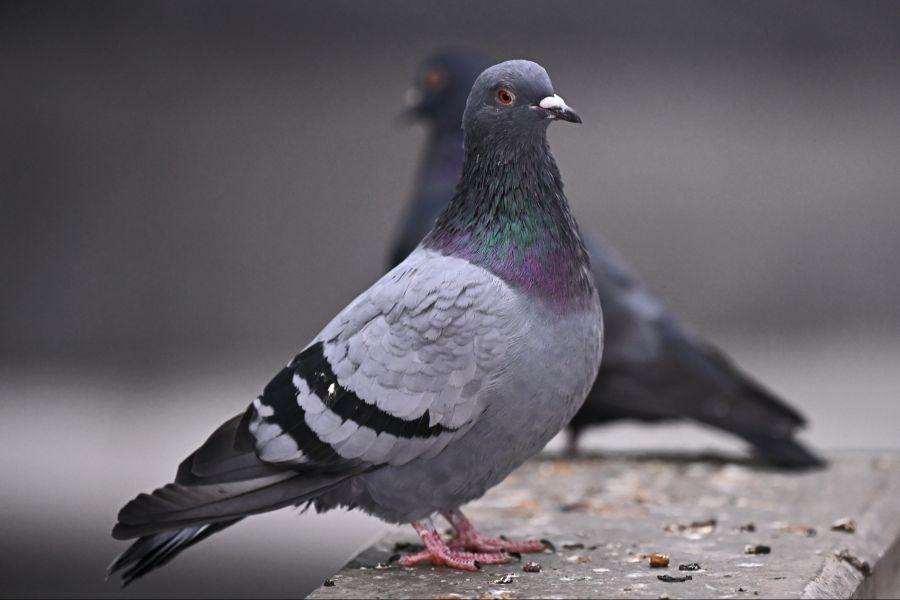 Ein Wildhüter fand zwei verendete Tiere im Estrich. (Symbolbild)