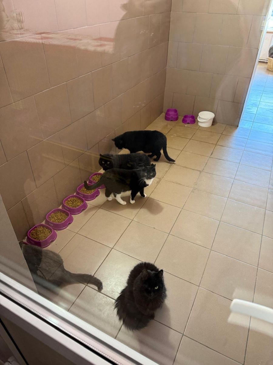 Die Katzen im Katzenhaus