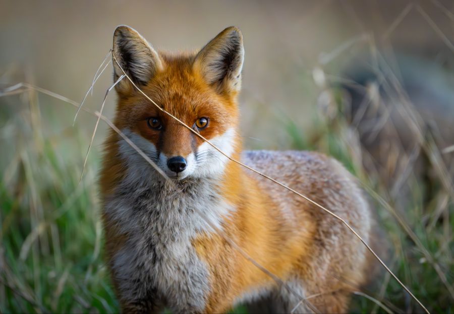 fuchs