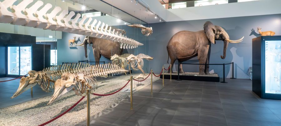 Zoologische Präparatoren