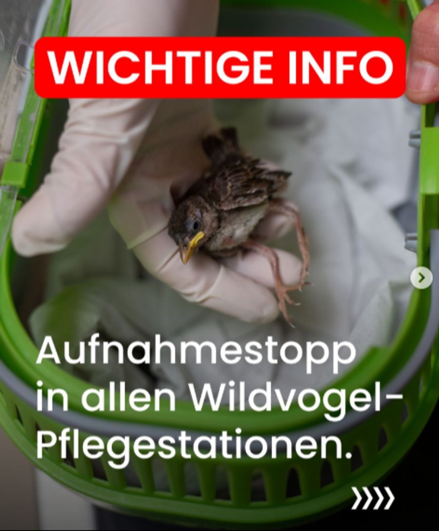 Die Wildvogel-Pflegestationen haben ihre Kapazitätsgrenzen erreicht. Deshalb gilt bis auf Weiteres ein temporärer Aufnahmestopp.