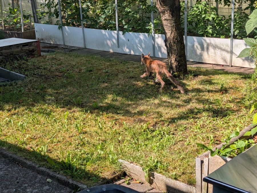 Der Fuchs machte es sich kürzlich in einem Zürcher Schrebergarten gemütlich.