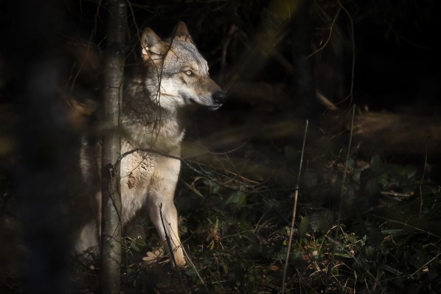 Wolf