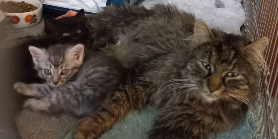 Katzen