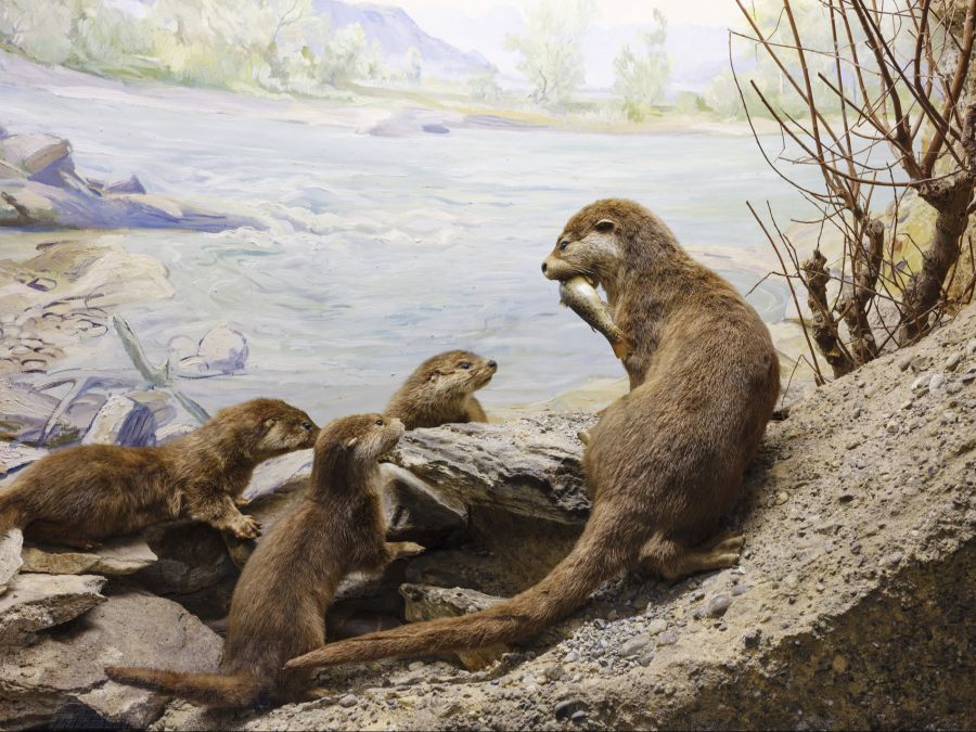 Über Jahrzehnte gab es den Fischotter in der Schweiz nur im Zoo oder ausgestopft zu sehen: Diorama einer Fischotter-Mama mit Jungen im Naturhistorischen Museum Bern, fotografiert am 2. Februar 2023.