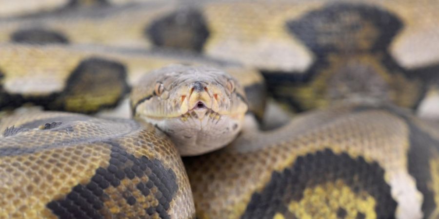 ARCHIV - Ein Netzpython in einer Reptilienauffangstation für exotische Tiere in München (Deutschland). Foto: Felix Hörhager/dpa/Archivbild