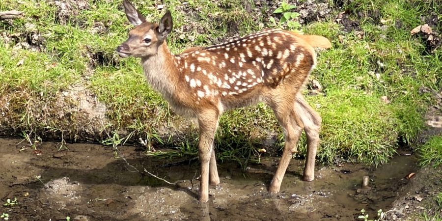 Rothirschkalb