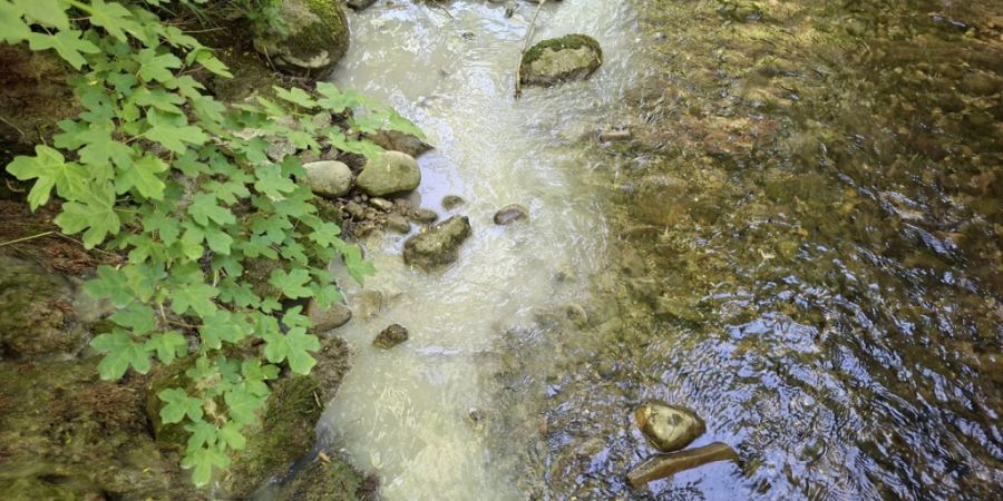 So zeigte sich der Bach nach der Verschmutzung durch Zement.