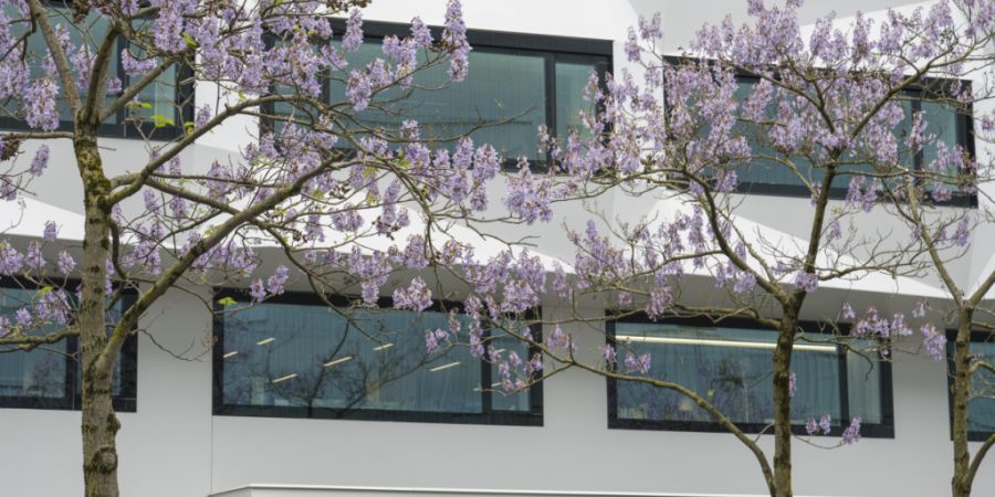 Die Pädagogische Hochschule Luzern wird voraussichtlich 2031 in den neuen Campus Horw einziehen. (Symbolbild)