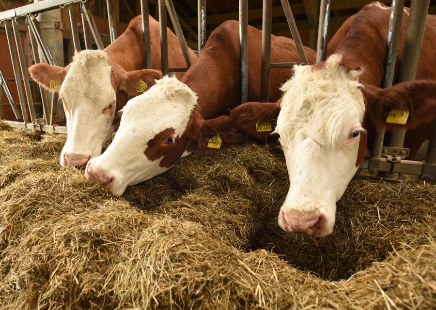 Die Preise für Raufutter für Nutztiere steigen wegen der anhaltenden Trockenheit stark an.