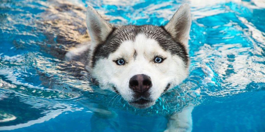hund pool