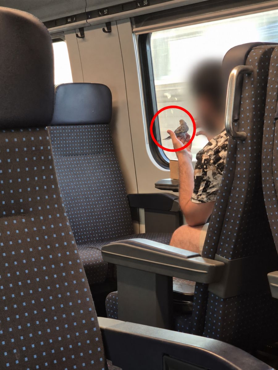 SBB Wellensittich Zug