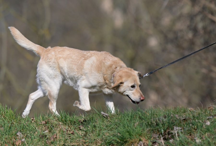 Der Familienhund ging dazwischen und wurde getötet. (Symbolbild)