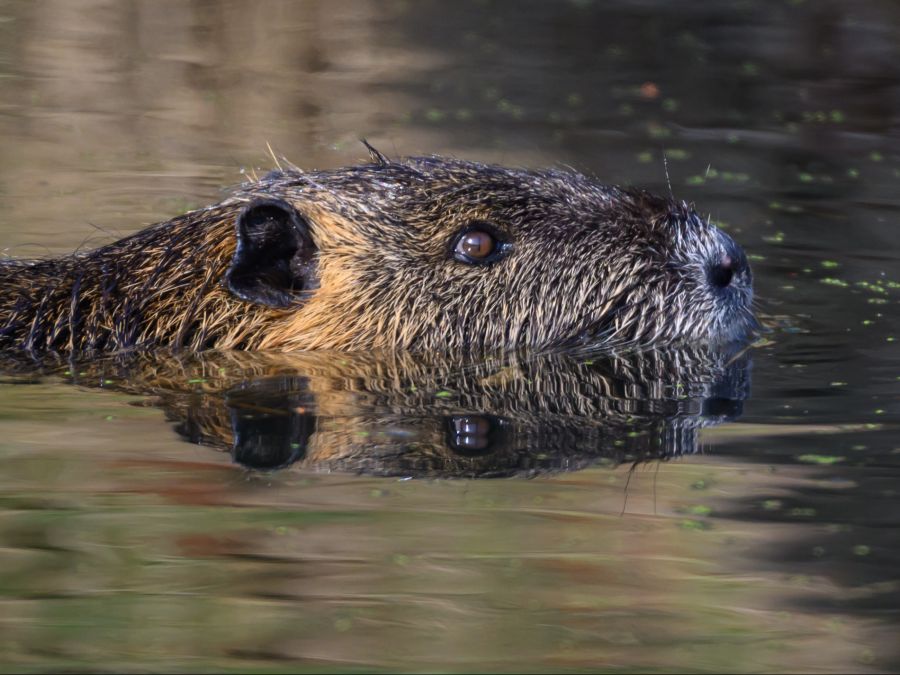 Biber errichten mit ihren Dämmen wichtige Wasserquellen für andere Wildtieren.