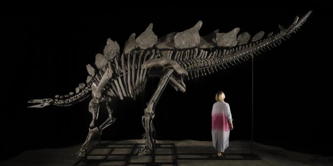 Ein etwa sechs Meter langes und 3,50 Meter hohes Stegosaurus-Skelett mit dem Spitznamen «Apex». Ein etwa sechs Meter langes und 3,50 Meter hohes Stegosaurus-Skelett mit dem Spitznamen «Apex».