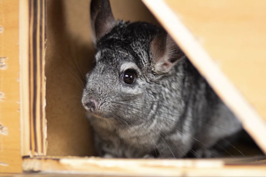 Chinchilla