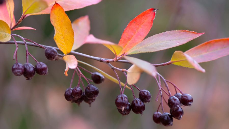 aronia, apfelbeere