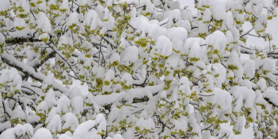 Schnee Schweiz