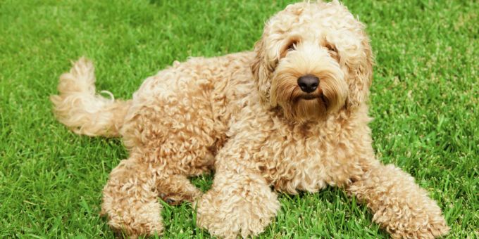 Labradoodles sind – wieder Name schon sagt – eine Mischung aus Labrador und Pudel. Labradoodle im Gras