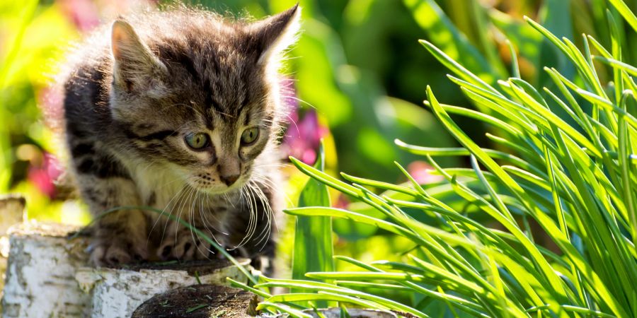 Katze im Garten