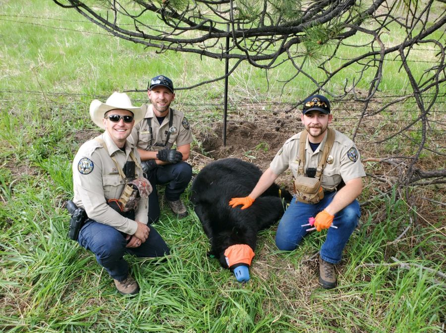 Die Wildtierbehörde betäubte die Mutter zunächst.