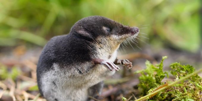 Zum ersten Mal wurde eine Wasserspitzmaus in der Stadt Zürich gesichtet. Wasserspitzmaus
