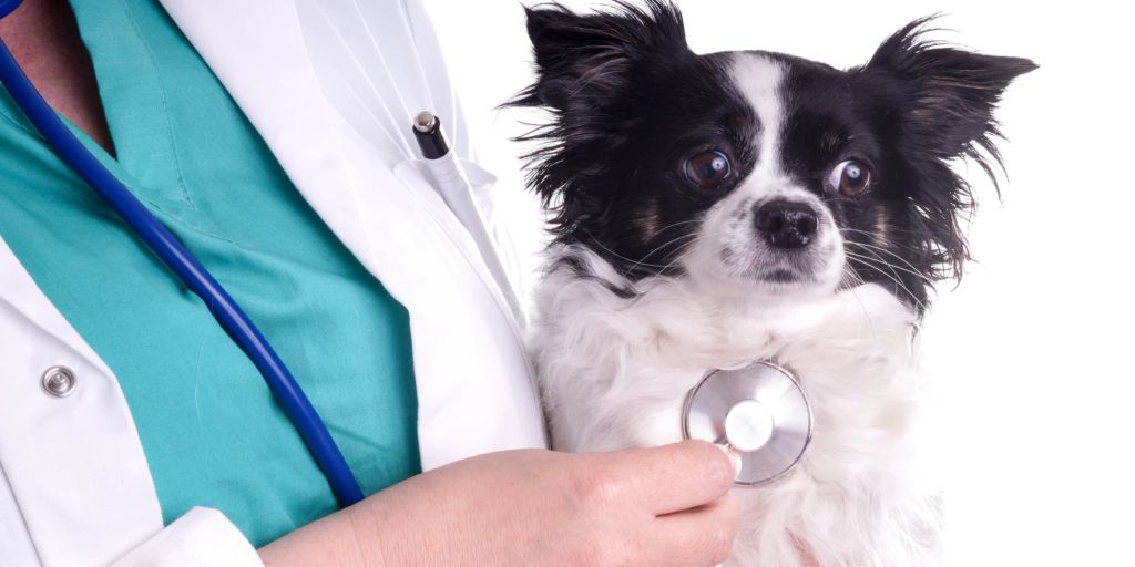 Ist Mein Hund Aggressiv Test Was tun, wenn mein Hund beim Tierarzt aggressiv ist?