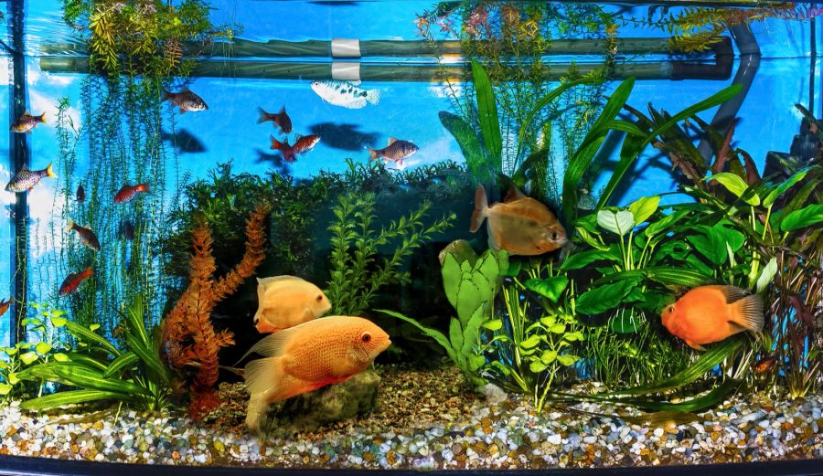 Aquarium, Goldfisch