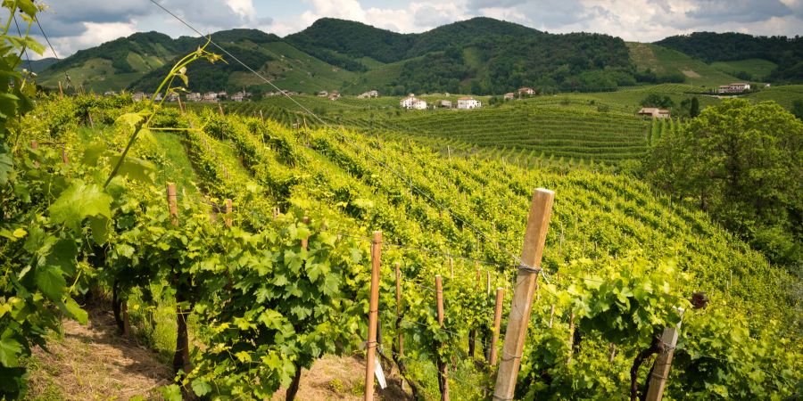 Fast ganz Italien bietet ideale Bedingungen für den Weinanbau.