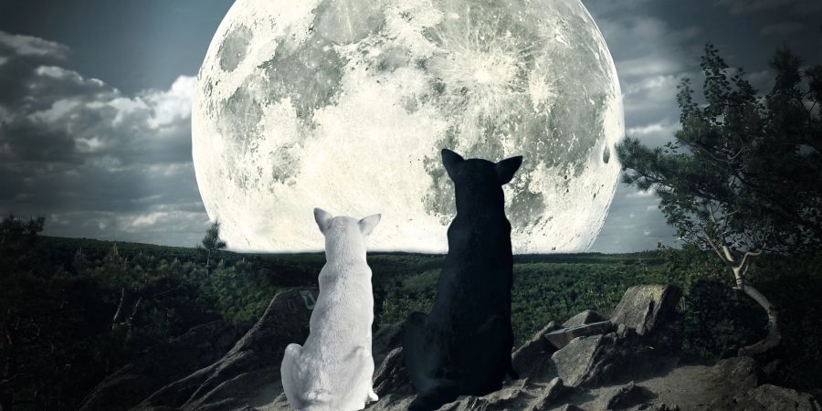 Viele Menschen sind überzeugt, dass der Mond einen Einfluss auf ihr Haustier hat.