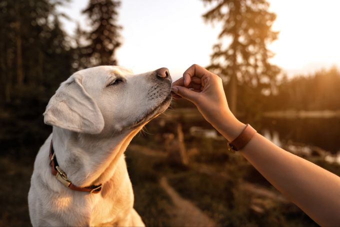 Belohne deinen Hund, wenn er Forschritte macht. Weisser Labrador bekommt ein Leckerli.