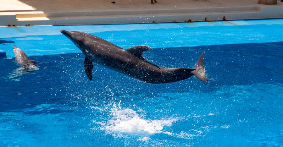 Gemäss dem Tierarzt des Zoos sei Nephele ein lebensfreudiger Delfin gewesen. (Symbolbild)