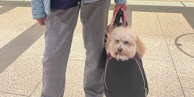 Hund ÖV