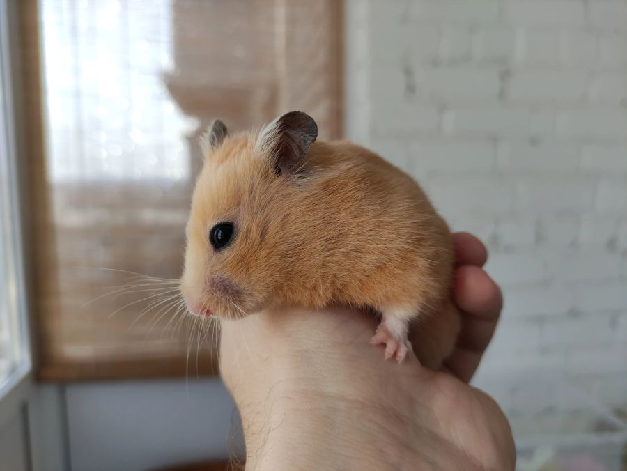 Hamster auf Hand