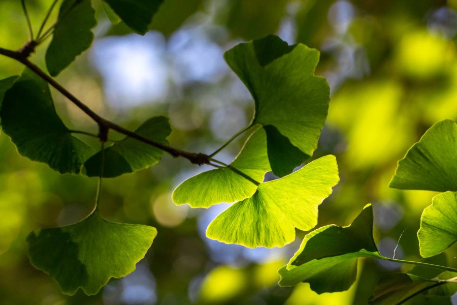 Einige der Ginkgos entlang der Zürcher Europaallee haben sich als weibliche Bäume entpuppt.