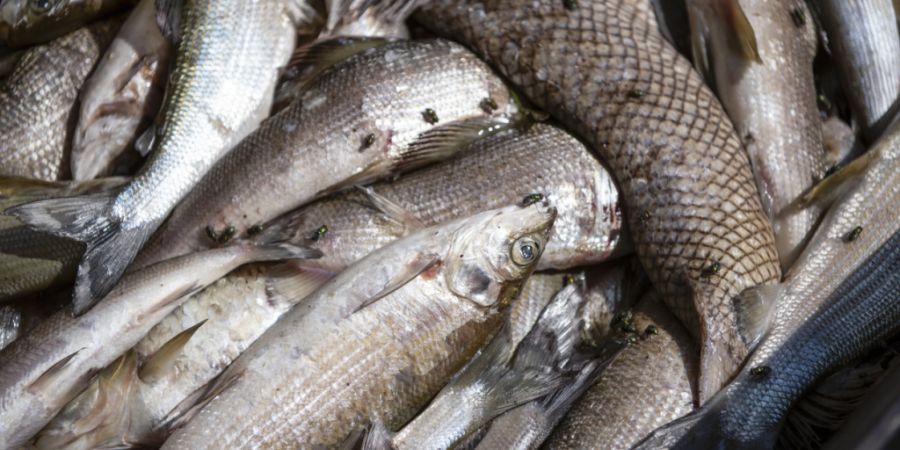 In einem Bach in Freiburg sind Fische wegen einer Gewässerverschmutzung verendet. Die Ursache ist noch unklar. (Symbolbild)