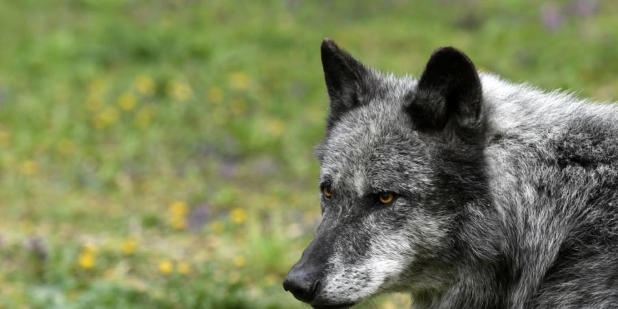 Graubünden hat vom Bundesamt für Umwelt die Erlaubnis erhalten, das Giarsinom-Wolfsrudel vollständig abzuschiessen. (Symbolbild)