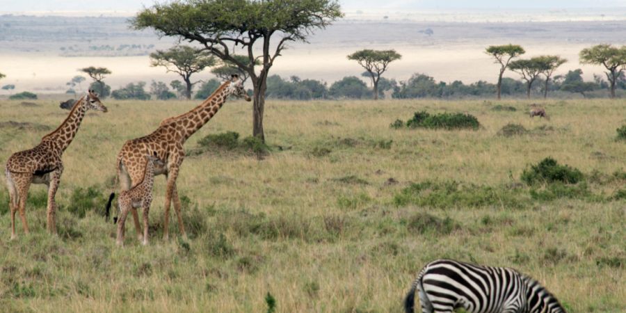 ARCHIV - Giraffen und ein Zebra stehen im Nationalpark. Foto: Gioia Forster/dpa