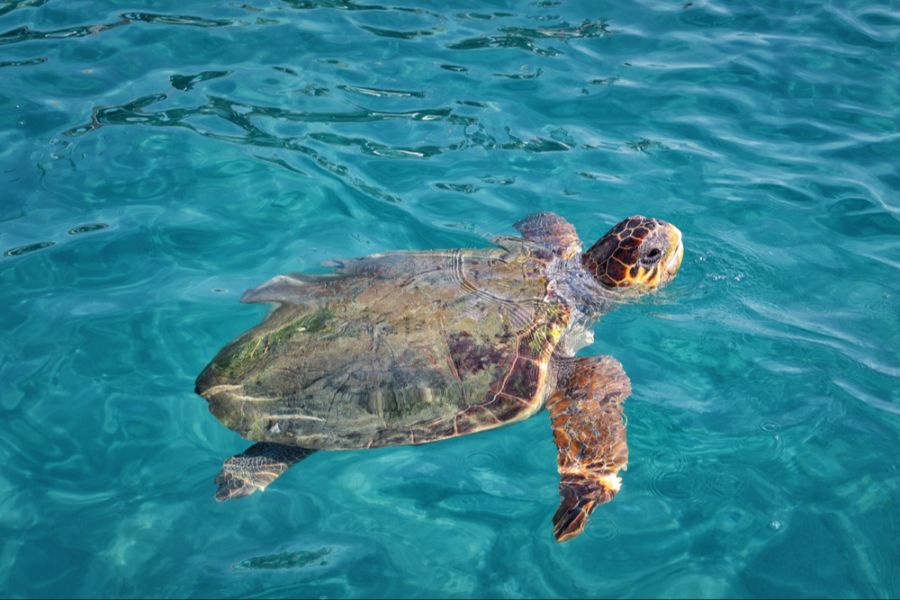 Schildkröte scan