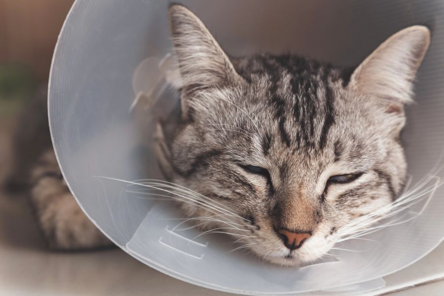 katze bienenstich