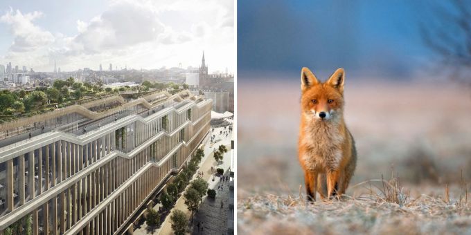 Auf dem Bau des neuen King’s-Cross-Campus, den Google noch in diesem Jahr in London bewohnen will, leben derzeit Füchse. google füchse