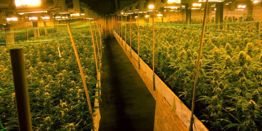 Illegale Hanfplantage Anbau