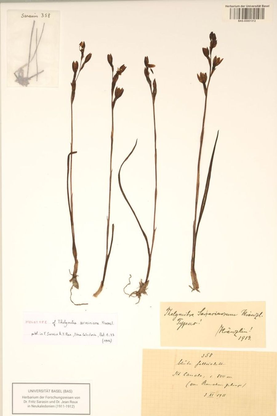 Ein Typusexemplar der Orchidee Thelymitra sarasiniana aus Neukaledonien.