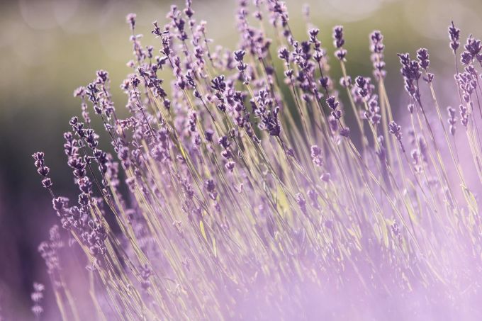 Eine absolute Augenweide: Blühende Kräuter sind ein Muss. Lavendel, kräuter, blüten